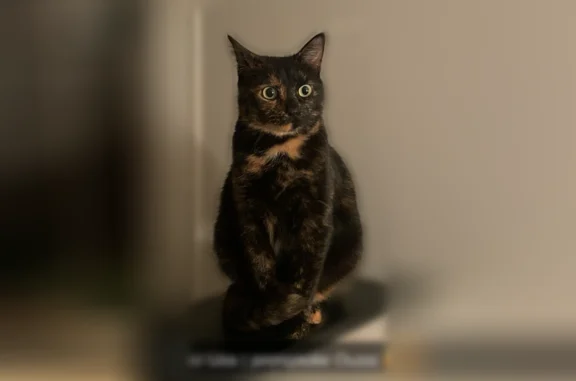 Chat perdu femelle, La Massonnière, Vallet, Paris - photo