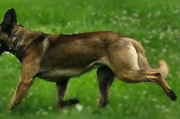 70lbs Belgian Malinois male. Only has seresto collar on. Very scitish