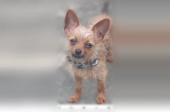 Lost dog, South Jackson Street, Montgomery - male, tan coat with a black tail - photo