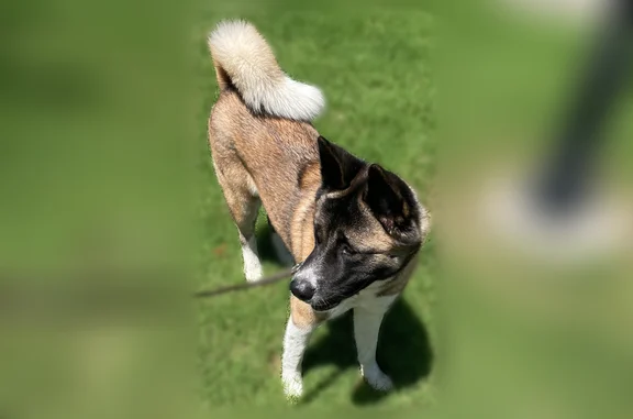 Found dog Irving, photo: Found dog, Royal Lane, 1701, Irving - female Akita with a pink collar