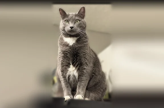 Lost cat, West 40th Street, West Odessa, Odessa - male, very large, grey and white - photo
