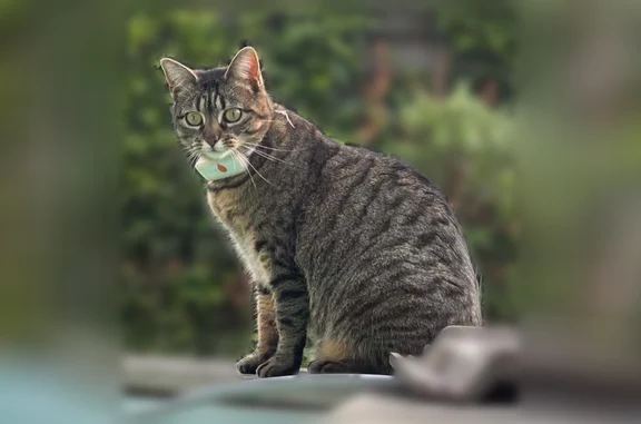 Perdu chat femelle, Avenue de Ballancourt, 8, Itteville - tigrée brun-gris, yeux verts - photo