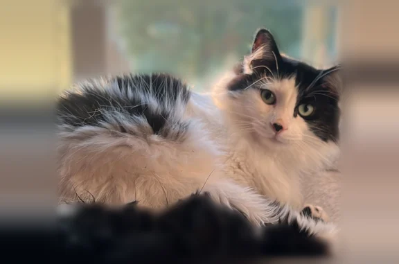 Missing cat Billings, photo: Missing cat Male, Billings (usl539396)