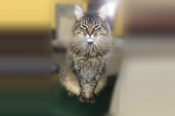 Missing cat Omaha, photo: Lost cat, University Drive South, 6510, Omaha - 13-year-old neutered male tabby