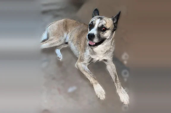 Missing dog Orchard Mesa, photo: Lost dog, Orchard Mesa, Colorado - male, light tan brindle, white chest patch