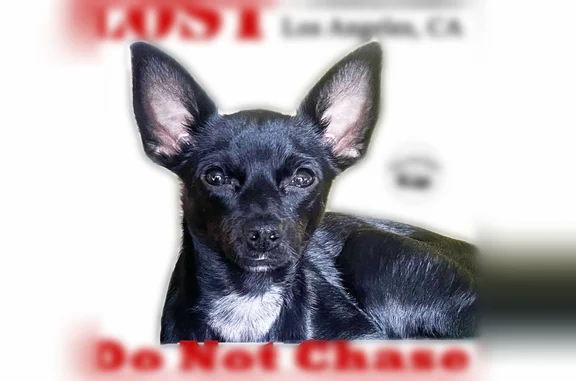 Lost dog, Tuxedo Terrace, Los Angeles - female black chihuahua with green collar and gold tags - photo
