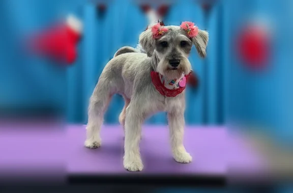 Lost dog, Edison Drive, 2101, San Antonio - female, indoor dog - photo