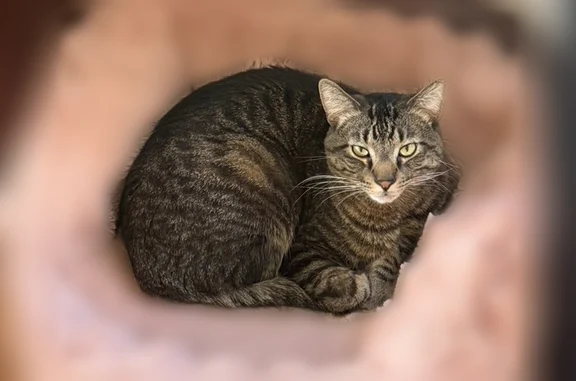Lost cat, Leffert Street, 122, Milwaukee - male, long and tall, tan underbelly - photo