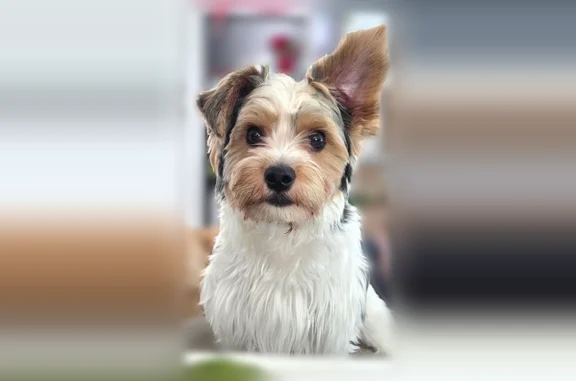 Lost dog, Diamond Bar, California - male, parti yorkie, very friendly - photo