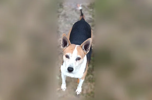 Missing dog Corpus Christi, photo: Lost dog, Corpus Christi, Texas, Corpus Christi - female tri-colored terrier, about 5 years old