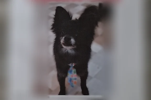 Lost dog, McKinstry Avenue, 914, Chicopee - male - photo