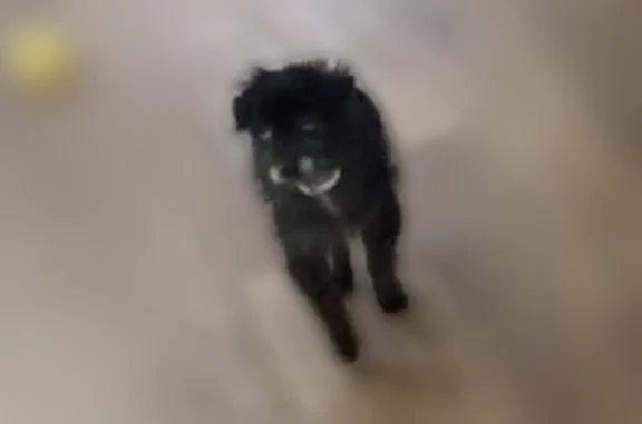 Missing dog Reston, photo: Lost dog, East Washington Street, Suffolk, Reston - blind and needs medication