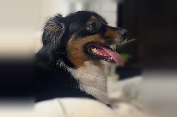 Found dog Lilburn, photo: Found dog, Lawrenceville Highway, 3935, Lilburn - female, well groomed