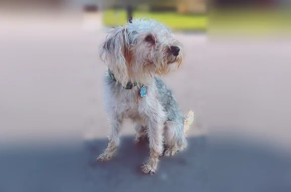 Lost dog, Thomas Jefferson Drive, 4066, Virginia Beach, Norfolk - male, blonde-grayish black coat - photo