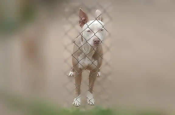 Lost dog, Jackson - photo