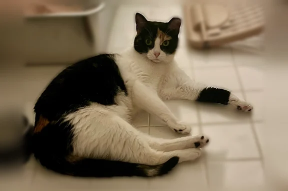 Lost cat, Moonglow Court South, Bowling Green - skittish 1-year-old calico with one clipped ear - photo