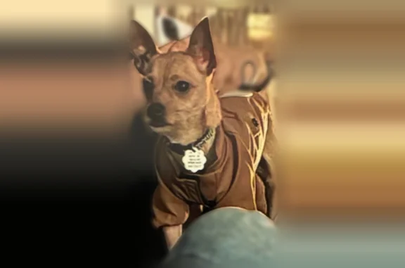 Lost dog, Jackson, Tennessee - brown skittish chihuahua with collar and tag - photo