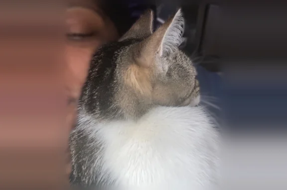 Lost cat, Fisk Street, 1112, Scranton - female, 16 years old - photo