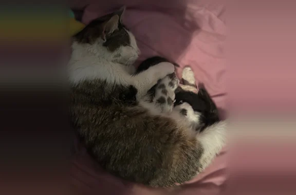 Lost cat, 115th Road, 158-09, Queens - female, green eyes - photo