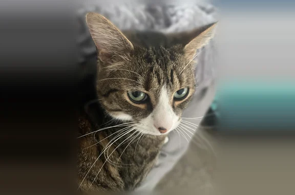 Lost cat, Lee Road, 20/22, Lincoln - male, neutered indoor cat with no collar - photo