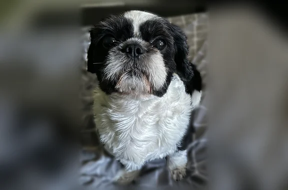 Lost dog, West 62nd Street, 2648, Chicago — black and white male Shih Tzu - photo