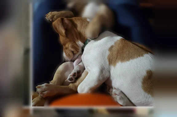 Missing dog Detroit, photo: Lost dog, Enterprise Street, 110, Windfall, Detroit - light brown/tan with white and brown spots