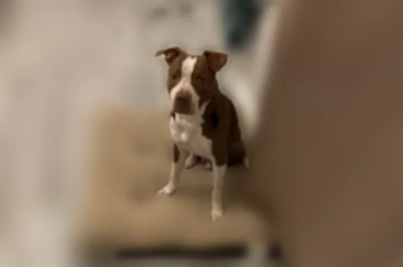 Lost dog, Mobile — wearing an orange collar - photo