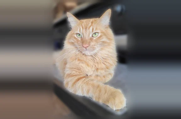 Lost cat, Basil Meadow, San Antonio - bright orange, fluffy, green eyes - photo