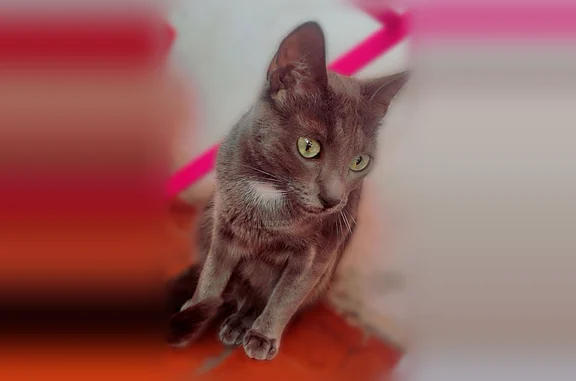 Chat perdu femelle, Boulevard de Paris, 21, Marseille - bleu russe avec tache blanche sous la gorge - photo