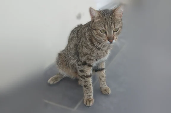 Chat perdu mâle, Rue du Stade, 3, La Meignanne - photo