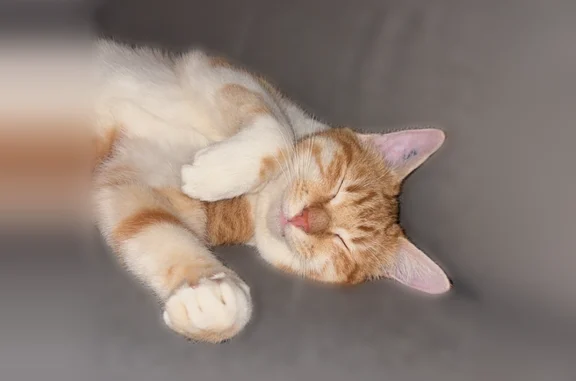 Chat perdu mâle, Chemin de Chavanon, Cusset - roux et blanc - photo