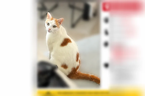 Chat perdu mâle, Elne, Montpellier — yeux verts - photo