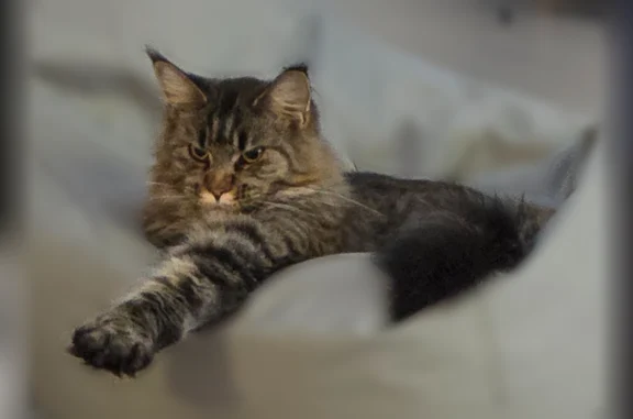 Chat perdu, Chemin de l'Ollagnière, 25, Saint-Chamond - femelle maine coon - photo