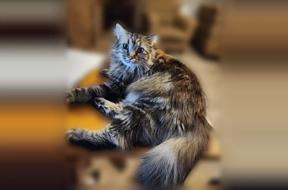 Lost cat, Larick Court, 150, Marion, Cedar Rapids - female - photo