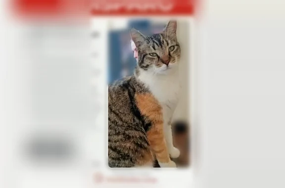 Chat perdu, Paris, photo: Perdu chat femelle, Boulevard des Grands Pins, Marseille, Paris - chatte Européenne tricolore
