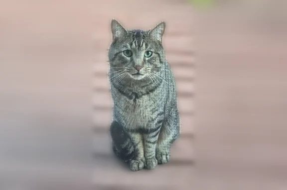 Found cat Attleboro, photo: Found cat, Fuller Road, 7, Attleboro, Attleboro - friendly, dark grey, hanging around the neighborhood