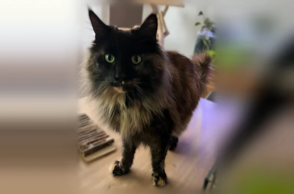 Perdu chat femelle, Rue Karl Marx, Outreau, Paris - type main coon, pucé - photo