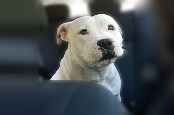 Animaux trouvés Confolens, photo: Chien trouvé mâle, Route de Confolens, 7, Confolens - type pitbull / Staffordshire Bull terrier