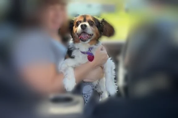 Lost dog, Baker Road, 154, Windsor, Arlington - elderly, may be snippy - photo