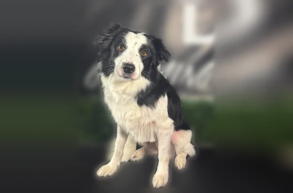 Lost dog, Comanche Street, 1605, Corpus Christi - female border collie with a purple galaxy collar - photo