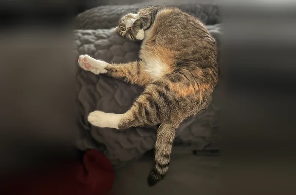 Lost cat, Azure Oak Avenue, 1821, North Las Vegas - skittish, microchipped - photo