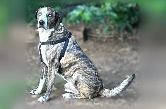 Missing dog Enid, photo: Lost dog, Choctaw Drive, 798, Enid - male, blue eyes, brindle coat