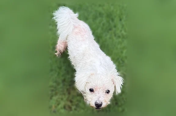 Found dog Oklahoma City, photo: Found dog, South Donaghey, Conway, Arkansas - small white male