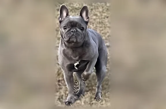 Lost dog, West 91st Street, 2025, Leawood - female French Bulldog - photo