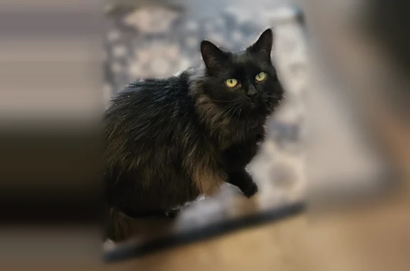 Lost cat, Fishkill, New York, Philadelphia - male - long-haired black cat, answers to Boo Boo - photo