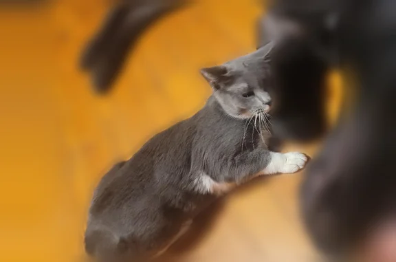 Missing cat Scranton, photo: Lost cat, South 9th Avenue, 313, Scranton, Philadelphia - female, broken right canine tooth