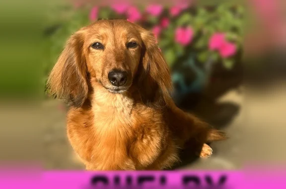 Lost dog, East St. Louis, Illinois, East St. Louis - female spayed dachshund in a pink collar - photo