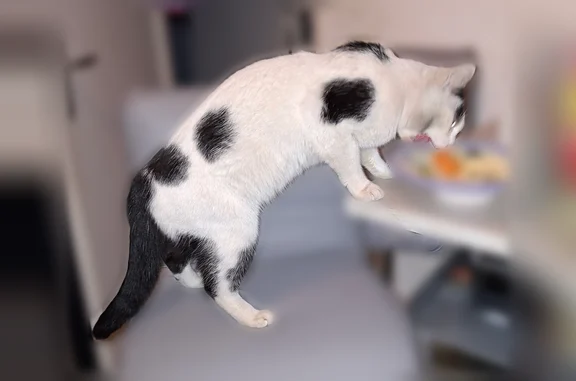 Animaux perdus Paris, photo: Chat perdu mâle, Paris - blanc tache noir