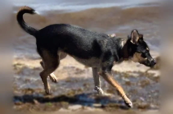 Lost dog, Marions Lane, 20, Town of Smithtown, Northport - black and brown female puppy with big ears - photo