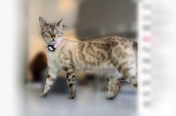 Lost cat, Stanwood Drive, 12330, Los Angeles, Los Angeles - female, white with cream and brown spots - photo